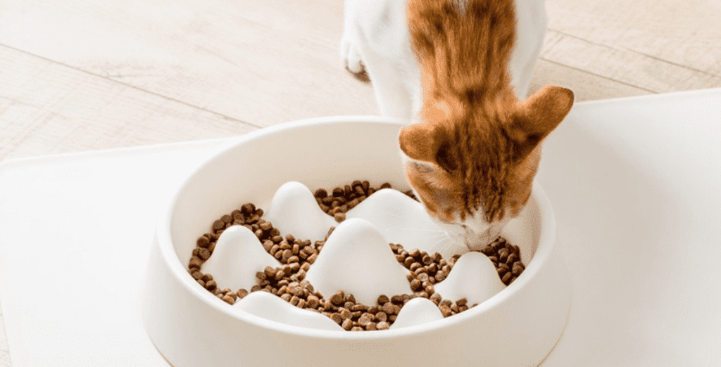 Процесс приема пищи из миски для животных Xiaomi Jordan&Judy Pet Slow Bowl PE017